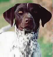 Sarafina - German ShortHaired Pointer