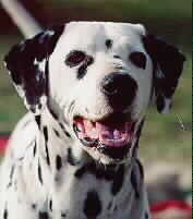 Simon - Dalmation
