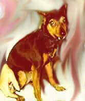 Tasha Katze, - Minature Pinscher